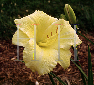 Picture of Hemerocallis  'Atlanta Spacewalk'