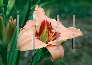 Picture of Hemerocallis  'Along the Way'