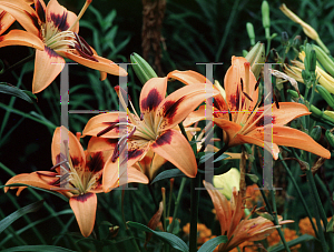 Picture of Lilium  'Brushmark'