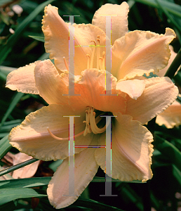 Picture of Hemerocallis  'Divine Gift'