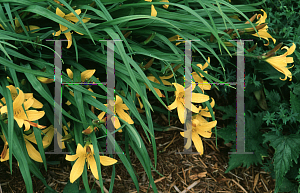 Picture of Hemerocallis dumortieri 