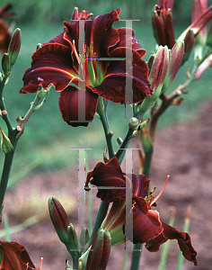 Picture of Hemerocallis  'Ed Murray'