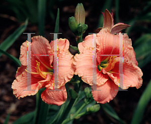 Picture of Hemerocallis  'Siloam Ribbon Candy'