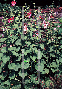 Picture of Alcea rosea 