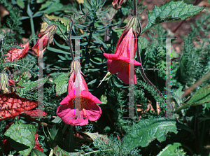 Picture of Rehmannia angulata 