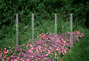 Picture of Petunia x hybrida 'Light Pink Pearls'