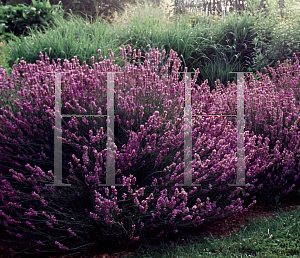 Picture of Lavandula angustifolia 