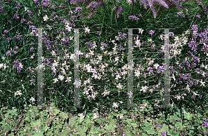 Picture of Verbena bonariensis 