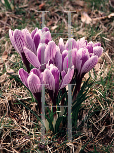 Picture of Crocus x hybridus 