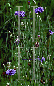 Picture of Centaurea cyanus 