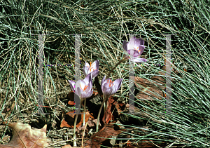 Picture of Crocus speciosus 