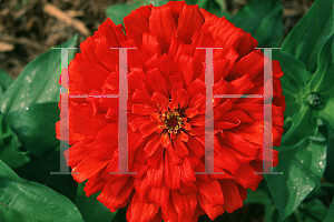 Picture of Zinnia elegans 'Scarlet Splendor'