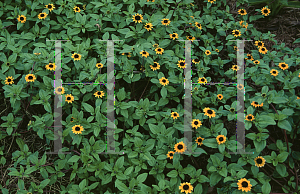 Picture of Sanvitalia procumbens 'Mandarin Orange'