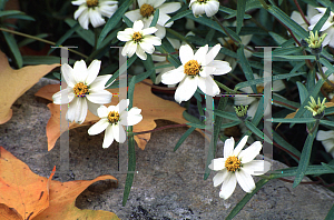 Picture of Zinnia angustifolia 'Star White'