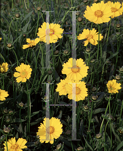 Picture of Coreopsis lanceolata 