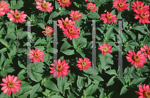 Picture of Zinnia elegans 'Rose Pinwheel'