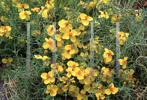 Picture of Zinnia grandiflora 