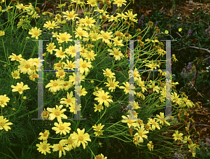 Picture of Coreopsis gigantea 