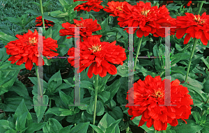 Picture of Zinnia elegans 'Scarlet Splendor'