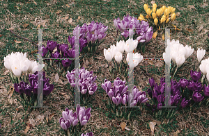 Picture of Crocus x hybridus 