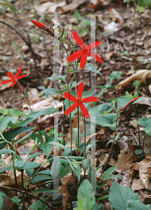 Picture of Silene virginica 