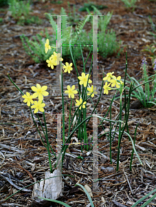 Picture of Narcissus  'Baby Moon'