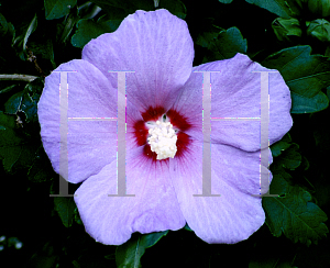 Picture of Hibiscus syriacus 'Blue Bird'