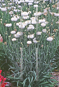 Picture of Centaurea cyanus 'Florence White'