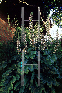 Picture of Acanthus mollis 