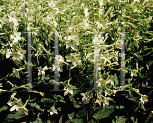 Picture of Nicotiana alata 'Nikki Lime'