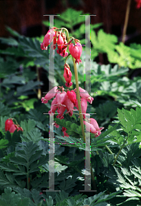 Picture of Dicentra formosa 'Luxuriant'