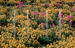 Picture of Erysimum x allionii 