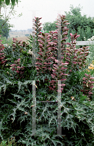 Picture of Acanthus spinosus 