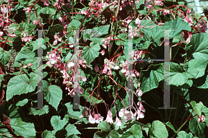 Picture of Begonia grandis ssp. evansiana 