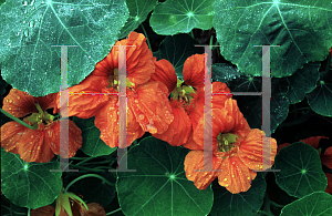 Picture of Tropaeolum majus 