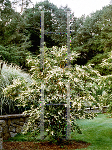 Picture of Clethra barbinervis 