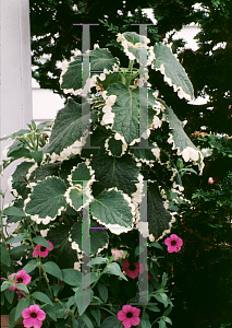 Picture of Plectranthus forsteri 'Marginatus'