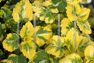 Picture of Lamium x 'Cecilia Lee'