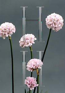 Picture of Armeria  'Apple Blossom'