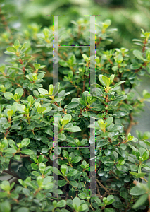 Picture of Escallonia  'Compacta'