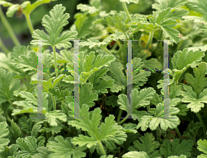 Picture of Pelargonium graveolens 'Herbal Rose'