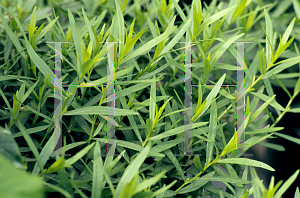 Picture of Artemisia dracunculus 'Sativa'