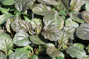 Picture of Ajuga reptans 'Metallica'