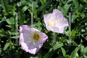 Picture of Oenothera speciosa 'Siskiyou'