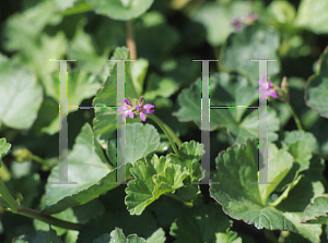 Picture of Pelargonium  'Coconut'