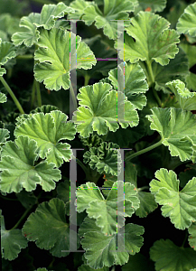 Picture of Pelargonium  'New Spice'