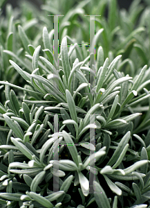 Picture of Lavandula x intermedia 'Fred Boutin'