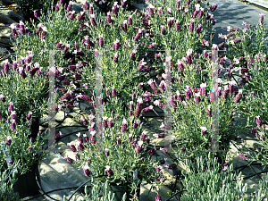 Picture of Lavandula stoechas 'Divine Wine'