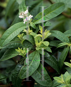 Picture of Aloysia triphylla 