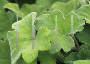 Picture of Pelargonium graveolens 'Peppermint'